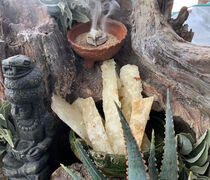 Copal Blanco (Oaxaca) - 1 oz. Fresh and Fragrant!